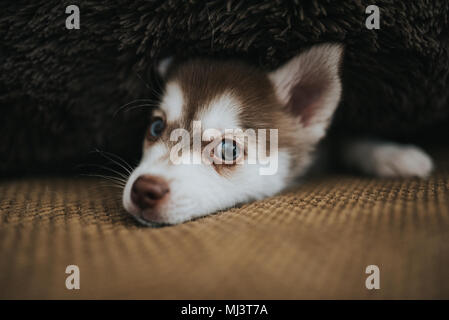 Chiot mignon portant sur table avec expression mignon Banque D'Images