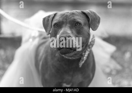 Dolly le pit-bull vêtue de son tutu jupe et Bow tie. Banque D'Images