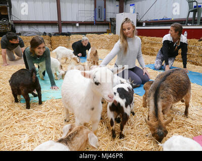 Déposée - 26 avril 2018, San Francisco, États-Unis : chérir Petlansky participants (17), élève de Modesto en Californie, caressant les animaux à la Chèvre de Yoga. Certains fans de Yoga sont en constante recherche de nouvelles façons de vous détendre. Dans le 'nous' Yoga chèvre courses toujours une large base de fans. Photo : Barbara Munker/dpa Banque D'Images