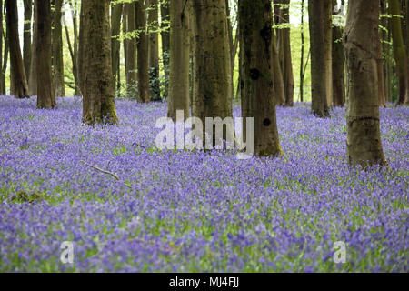 Micheldever Bois, Hampshire, Royaume-Uni. 4e mai 2018. Météo France : les jacinthes sont à leur sommet, sous une voûte d'arbres à bois Micheldever dans le Hampshire. Credit : Julia Gavin/Alamy Live News Banque D'Images