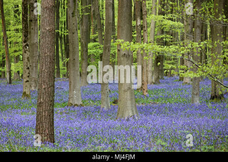 Micheldever Bois, Hampshire, Royaume-Uni. 4e mai 2018. Météo France : les jacinthes sont à leur sommet, sous une voûte d'arbres à bois Micheldever dans le Hampshire. Credit : Julia Gavin/Alamy Live News Banque D'Images