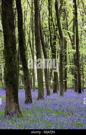 Micheldever Bois, Hampshire, Royaume-Uni. 4e mai 2018. Météo France : les jacinthes sont à leur sommet, sous une voûte d'arbres à bois Micheldever dans le Hampshire. Credit : Julia Gavin/Alamy Live News Banque D'Images