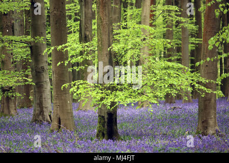 Micheldever Bois, Hampshire, Royaume-Uni. 4e mai 2018. Météo France : les jacinthes sont à leur sommet, sous une voûte d'arbres à bois Micheldever dans le Hampshire. Credit : Julia Gavin/Alamy Live News Banque D'Images