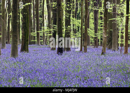 Micheldever Bois, Hampshire, Royaume-Uni. 4e mai 2018. Météo France : les jacinthes sont à leur sommet, sous une voûte d'arbres à bois Micheldever dans le Hampshire. Credit : Julia Gavin/Alamy Live News Banque D'Images