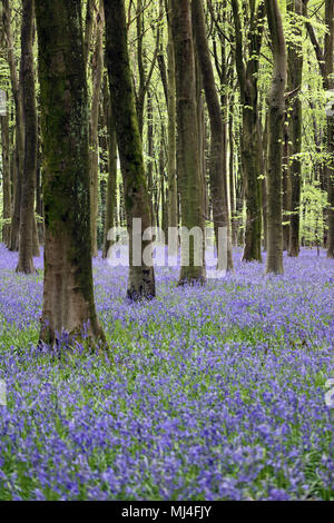 Micheldever Bois, Hampshire, Royaume-Uni. 4e mai 2018. Météo France : les jacinthes sont à leur sommet, sous une voûte d'arbres à bois Micheldever dans le Hampshire. Credit : Julia Gavin/Alamy Live News Banque D'Images