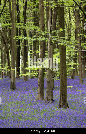 Micheldever Bois, Hampshire, Royaume-Uni. 4e mai 2018. Météo France : les jacinthes sont à leur sommet, sous une voûte d'arbres à bois Micheldever dans le Hampshire. Credit : Julia Gavin/Alamy Live News Banque D'Images