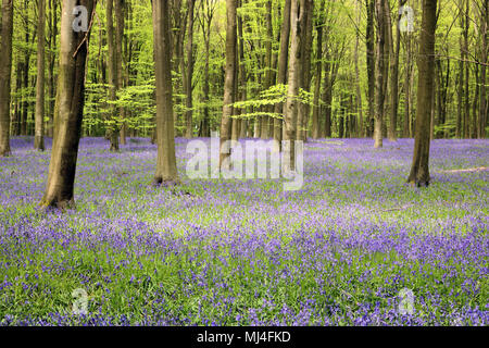 Micheldever Bois, Hampshire, Royaume-Uni. 4e mai 2018. Météo France : les jacinthes sont à leur sommet, sous une voûte d'arbres à bois Micheldever dans le Hampshire. Credit : Julia Gavin/Alamy Live News Banque D'Images