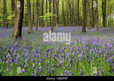 Micheldever Bois, Hampshire, Royaume-Uni. 4e mai 2018. Météo France : les jacinthes sont à leur sommet, sous une voûte d'arbres à bois Micheldever dans le Hampshire. Credit : Julia Gavin/Alamy Live News Banque D'Images