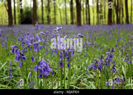 Micheldever Bois, Hampshire, Royaume-Uni. 4e mai 2018. Météo France : les jacinthes sont à leur sommet, sous une voûte d'arbres à bois Micheldever dans le Hampshire. Credit : Julia Gavin/Alamy Live News Banque D'Images