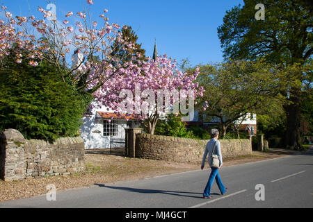 Scorton Bikes & Barrows Festival. 4 mai, 2018. Week-end du premier mai. Une fête de village afficher tout au long de la rue en milieu rural. La location et brouette festival a lieu chaque année à Scorton. Le village accueille un certain nombre d'activités amusantes et les villageois décorent leurs maisons et jardins décorés avec des vélos, des caricatures et des effigies souvent basées sur l'actualité, humoristique ou décorées de fleurs de printemps. /AlamyLiveNews MediaWorldImages Crédit : Banque D'Images