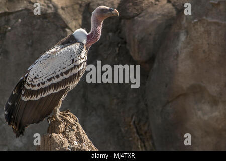 Gros plan d'une photo de Ruppell's Griffon Vulture tandis que l'arrêt Banque D'Images