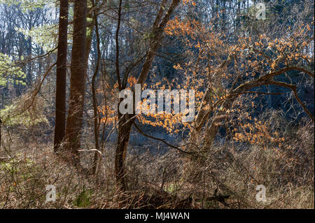 Avec l'afficheur de la scène de la forêt mixte et dense de petites branches sans feuilles au début du printemps, sur les rives du fleuve Charles. Elm Bank Réservation, Wellesley, MA Banque D'Images