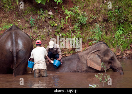 Sen Monorom Cambodge Jan 19 2018, les éléphants d'être lavé dans la rivière de la forêt par des cornacs Banque D'Images