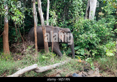 Sen Monorom le Cambodge, l'Asiatic elephant walking through forest Banque D'Images