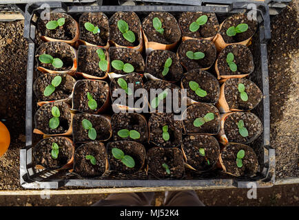 Les tiges des concombres. Feuilles de dicotylédones. Les concombres les semis. Banque D'Images
