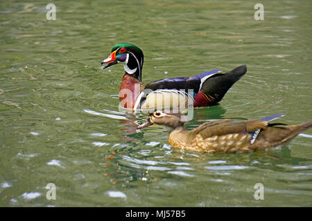 Canards en bois un couple reproducteur dans le plumage de saison piscine sur l'eau à Toronto, Ontario, Canada au printemps point focal sur le canard mâle Banque D'Images