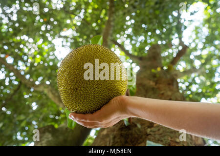 Jack fruits verts entiers accrochée à l'arbre la photo en gros Banque D'Images