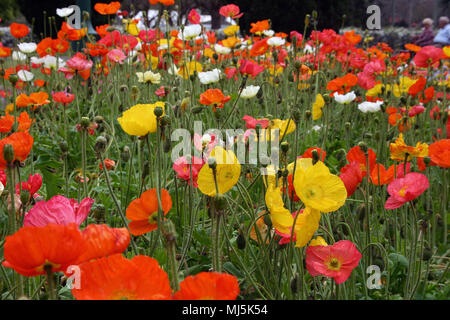 La plantation massive d'ISLANDE pavot (Papaver nudicaule) Banque D'Images