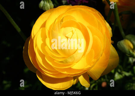 GROS PLAN DE LA FLEUR JAUNE DE RANUNCULUS Banque D'Images