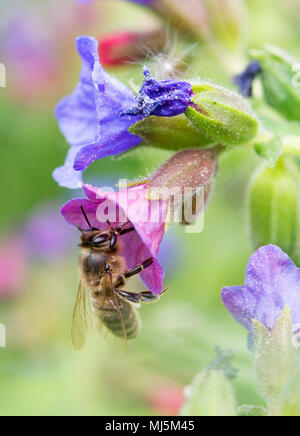 La collecte du pollen d'abeilles à partir de fleurs violet Banque D'Images