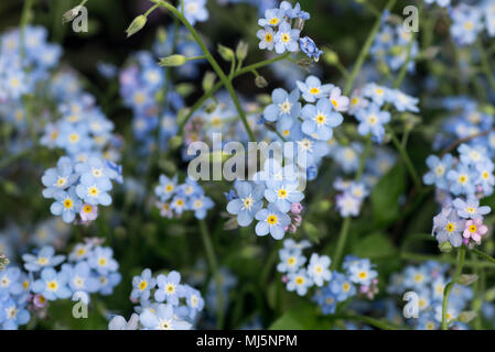 Forget-me-not en gros plan fleurs bleu forêt Banque D'Images