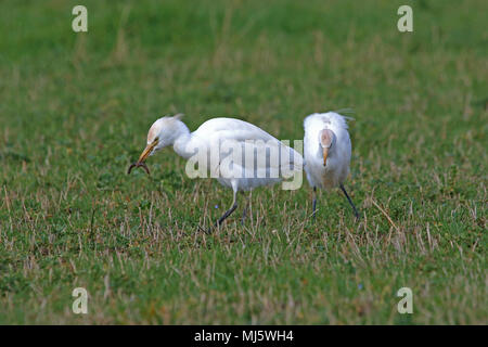 Alimentation-boeufs en Italie avec quelques couleurs reproduction Bubulcus ibis d'Amérique latine a également appelé un buff-soutenue ou heron Egretta garzetta ou guardabuoi Banque D'Images