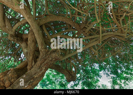 Arbre dans le parc Rothschild Israël Banque D'Images