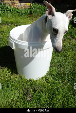 Whippet chien blanc se trouve dans un seau blanc. Banque D'Images