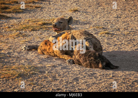 L'Hyène tachetée (Crocuta crocuta) nourrir ses petits allongé sur le sol. Parc national d'Amboseli, Kenya Banque D'Images