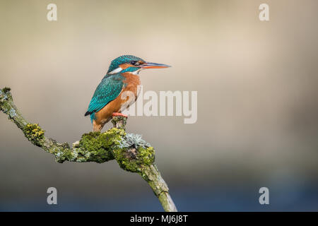 Un portrait de profil d'une femme assise sur un martin-pêcheur couverts de lichens à la direction à droite avec un espace réservé au texte Banque D'Images