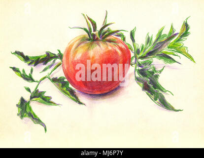 Tomates aquarelles peinture aquarelle, encore la vie, tomates sur fond clair. Banque D'Images