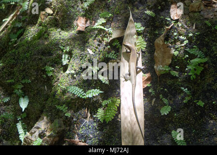 Une photographie d'un lézard d'escalade sur un Palm tombé dans une forêt en Thaïlande Banque D'Images