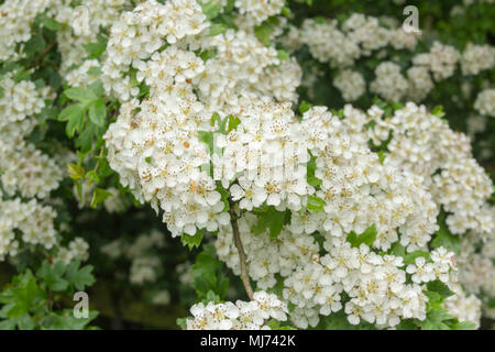 Fleurs sur un arbre d'aubépine (Crataegus monogyna), également connu sous le nom comme une May-Tree ou Mayblossom parce du mois dans lequel il habituellement des fleurs. Banque D'Images