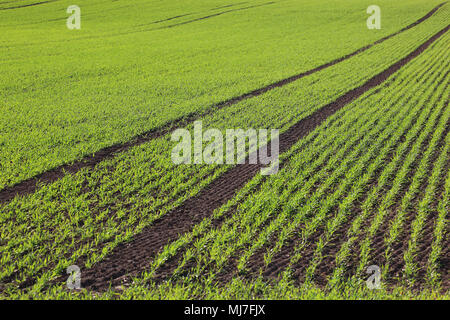 Champ de céréales au printemps Banque D'Images