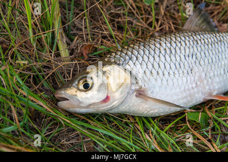 Vue rapprochée de la juste pris de l'eau douce Poissons d'eau gravelier gravelier (européenne connue sous le nom de Squalius cephalus) sur l'herbe verte. Banque D'Images