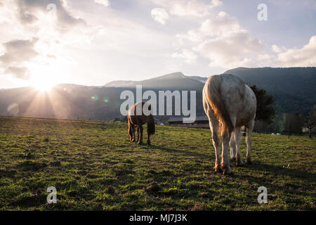 Brun foncé et blanc manger des chevaux dans un champ vert par une belle journée ensoleillée Banque D'Images