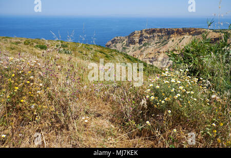 Les fleurs sauvages entre l'herbe jaune en haute mer du cap Espichel à Sesimbra, Portugal Banque D'Images