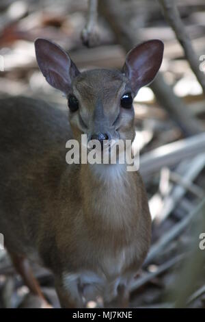 Une conversation avec un minuscule Dik-Dik sur l'île de Mnemba Banque D'Images