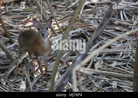 Une conversation avec un Dik-Dik, une très petite île de Mnemba sur antilope Banque D'Images