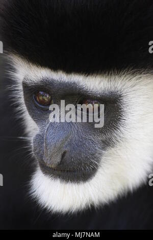 Close up d'un singe Colobus noir et blanc Banque D'Images
