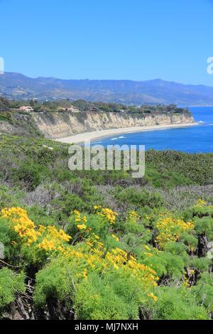 Californie, États-Unis - vue de la côte du Pacifique à Malibu. Plage d'état de point Dume avec Coreopsis géant (Giant) dahlia de mer de fleurs. Banque D'Images