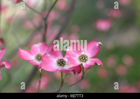 Fleurs roses de Cornus florida rubra forma Banque D'Images