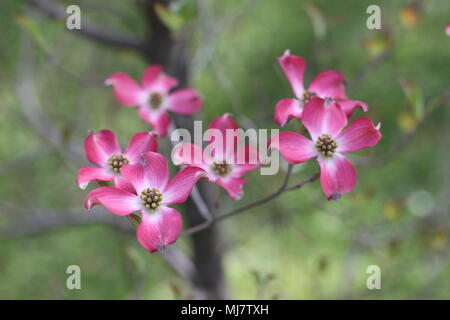 Fleurs roses de Cornus florida rubra forma Banque D'Images