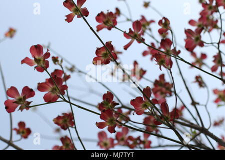 Fleurs roses de Cornus florida rubra forma Banque D'Images