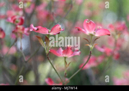 Fleurs roses de Cornus florida rubra forma Banque D'Images