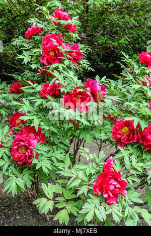 Paeonia suffruticosa - Arbre japonais, la pivoine arbustive rouge pivoines, belles fleurs dans un jardin de fleurs Banque D'Images