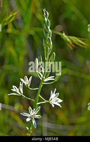 Anthericum liliago St Bernard's Liy poussent à l'état sauvage dans la campagne de Chypre Banque D'Images