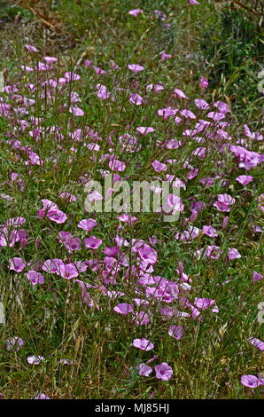 Convolvulus althaeoides de sauvages dans la campagne de Chypre Banque D'Images