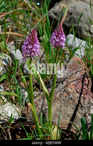 Anacamptis pyramidalis près d'orchidée pyramidale, poussent à l'état sauvage dans la campagne de Chypre Banque D'Images