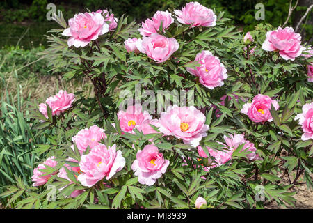 Paeonia suffruticosa ' Yachiyo tsubaki '- pivoine d'arbre dans les pivoines de jardin Banque D'Images